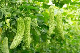 Defence Responses of Cucurbitaceous Rootstocks and Bitter Gourd Scions against Root Knot Nematode Meloidogyne Incognita Kofoid and White