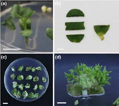 In Vitro Direct Regeneration through Cotyledon Culture in Pigeon Pea [Cajanus Cajan (L.) Millsp.] and Evaluation of Genetic Fidelity using RAPD Markers