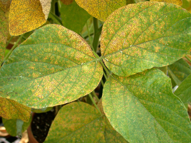 First Report on Physiological Races of Phakopsora pachyrhizi Syd Causing Asian Soybean Rust in India