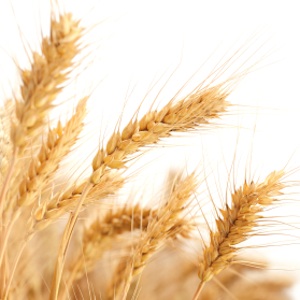 Role of Wild Relatives in Imparting Disease Resistance to Rusts of Wheat