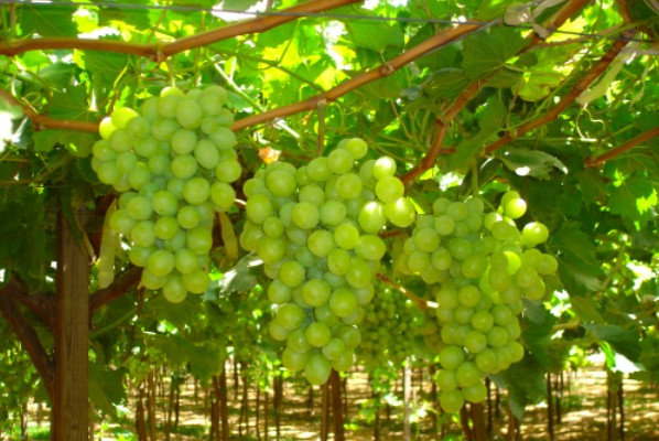 Feasibility Studies on Grape Production and Business Plan Development in Axum, Ethiopia