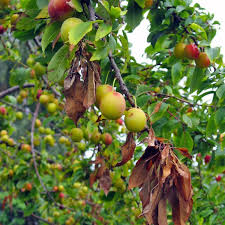 Present status of Fire Blight Caused by Erwinia amylovora on Quince Trees in the Republic of Macedonia