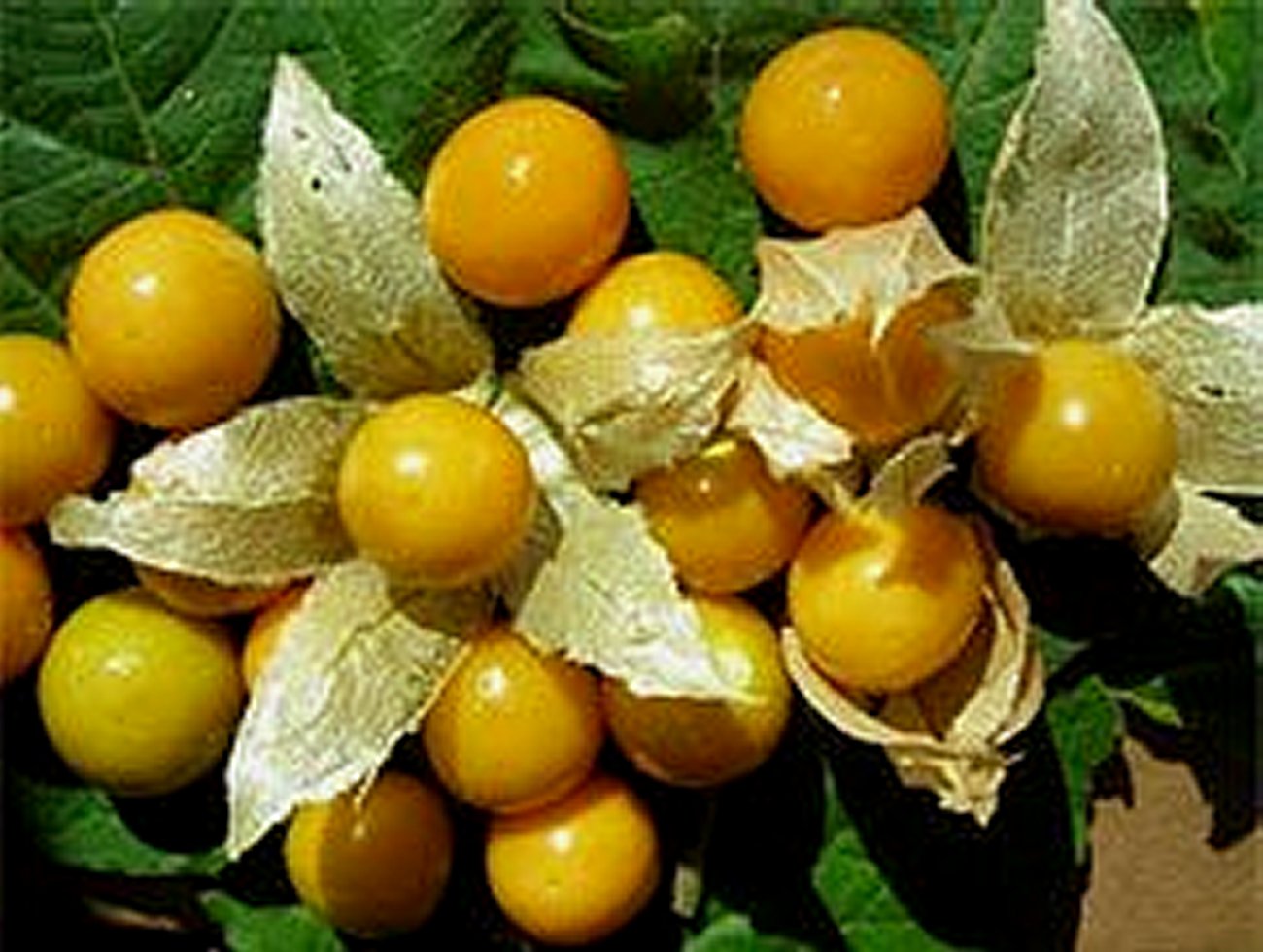 Standardization of Sterilization Procedure for In Vitro Propagation of Capegooseberry (Physalis peruviana L)