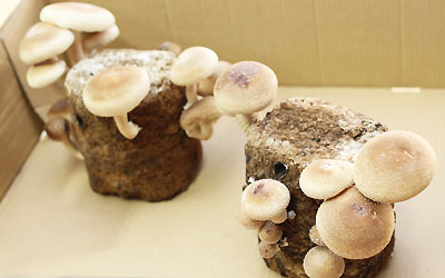 Comparative Study of Fruiting Body Production of some Oyster Mushroom in Two Different Temperatures