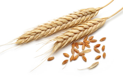 Utilization of Exotic Plant Genetic Resources in Wheat Registered Germplasm