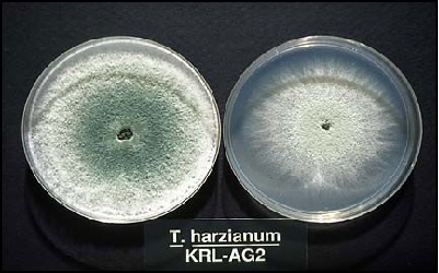 Antagonistic Activity of Trichoderma Spp. to Phytophthora Infecting Plantation Crops and its Beneficial Effect on Germination and Plant Growth Promotion