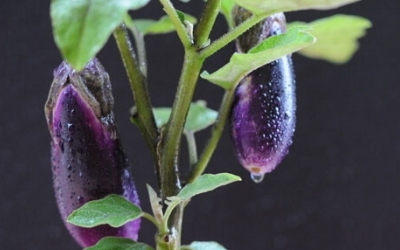 Characterization of Cultivated and Wild Genotypes of Brinjal (Solanum melongena L.) and Confirmation of Hybridity using Microsatellite Markers