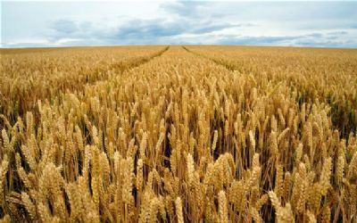 Combined Effect of Plant Density and Nitrogen Input on Grain Yield, Nitrogen Uptake and Utilization of Winter Wheat