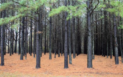 Evaluating the Growth Performance of Melia volkensii in Kifu Forest, a Potential
Timber Plantation Species in Uganda