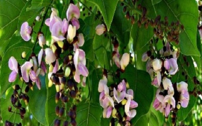 Analysis of Diversity and Distribution of Pongamia [Pongamia pinnata (L.) Pierre]
Germplasm Collections from Two Distinct Eco-Geographical Regions in India