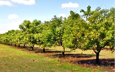 Spatial Variability in Soil Properties of Mango Orchards in Eastern Plateau and Hill Region of India