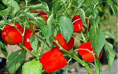 Integrated Management of DieBack and Fruit Rot of Chilli (Capsicum annuum L.)