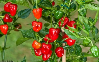 Tagging SSR Markers Associated with Genomic Regions Controlling Anthracnose Resistance in Chilli (Capsicum baccatum L.)