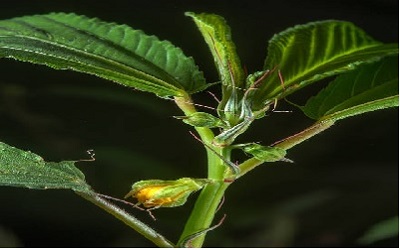 Combining Ability and Heterosis Study for Fibre Yield and Yield Attributing Characters in Tossa Jute (Corchorus olitorius L)