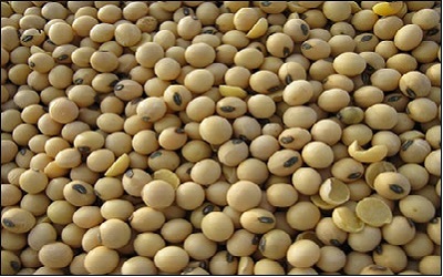 Genetic Diversity in Vegetable and Grain Type Soybean Genotypes Identified using
Morphological Descriptor and EST-SSR Markers