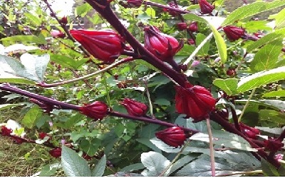 Genetic Divergence Studies for Fibre Yield and Itâ€™s Contributing Traits in Roselle (Hibiscus sabdariffa L.)