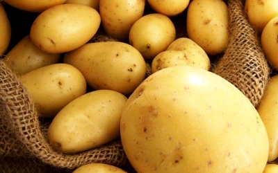 Effect of Elevated Temperature on In Vitro Microtuberization of Potato Genotypes with Different Thermotolerance Levels