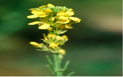 Differential response of Germplasm to Inter-Specific Hybridization of Brassica spp.