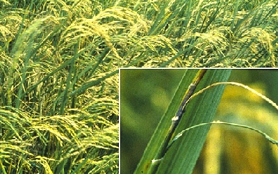 Survey and Status of Rice Blast Caused by Magnaporthe Oryzae B.C. Couch in Commercial Rice Growing Areas of Kashmir