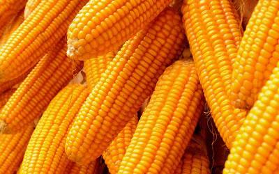 Genetic Diversity of Maize (Zea mays L.) Genotypes Assessed by SSR Markers under Temperate Conditions