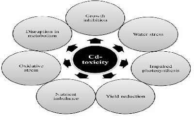 Response of Six Turf Species to Cadmium Stress: Displaying the Most Tolerant Cultivar