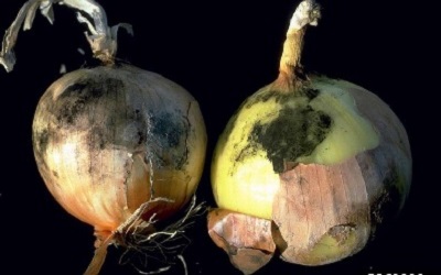 Studies on Effect of A. niger on Physiological Weight Loss and Biochemical Changes in Black Mould Rot Diseased Onion