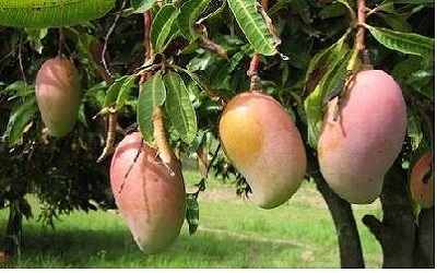 Effect of Interstock on Growth of Vigorous Mango Cultivars under Eastern Plateau and Hill Region of India