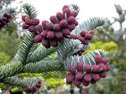 Plant Species Diversity in Abies pindrow (Royle) Spach. Forest in Garhwal Himalayas, India