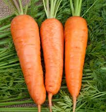 Manipulation of Plant Spacing and Steckling Size to Increase Growth and Seed Yield in Carrot (Daucus Carota L.) Under Temperate Conditions of Kashmir