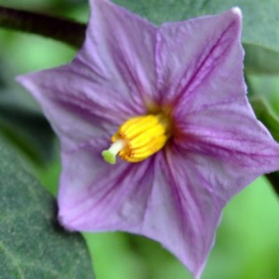 Studies on Correlation and Path Analysis for Yield and Yield Contributing Traits in Eggplant (Solanum Melongena L) Involving Bacterial Wilt Resistant Genotypes