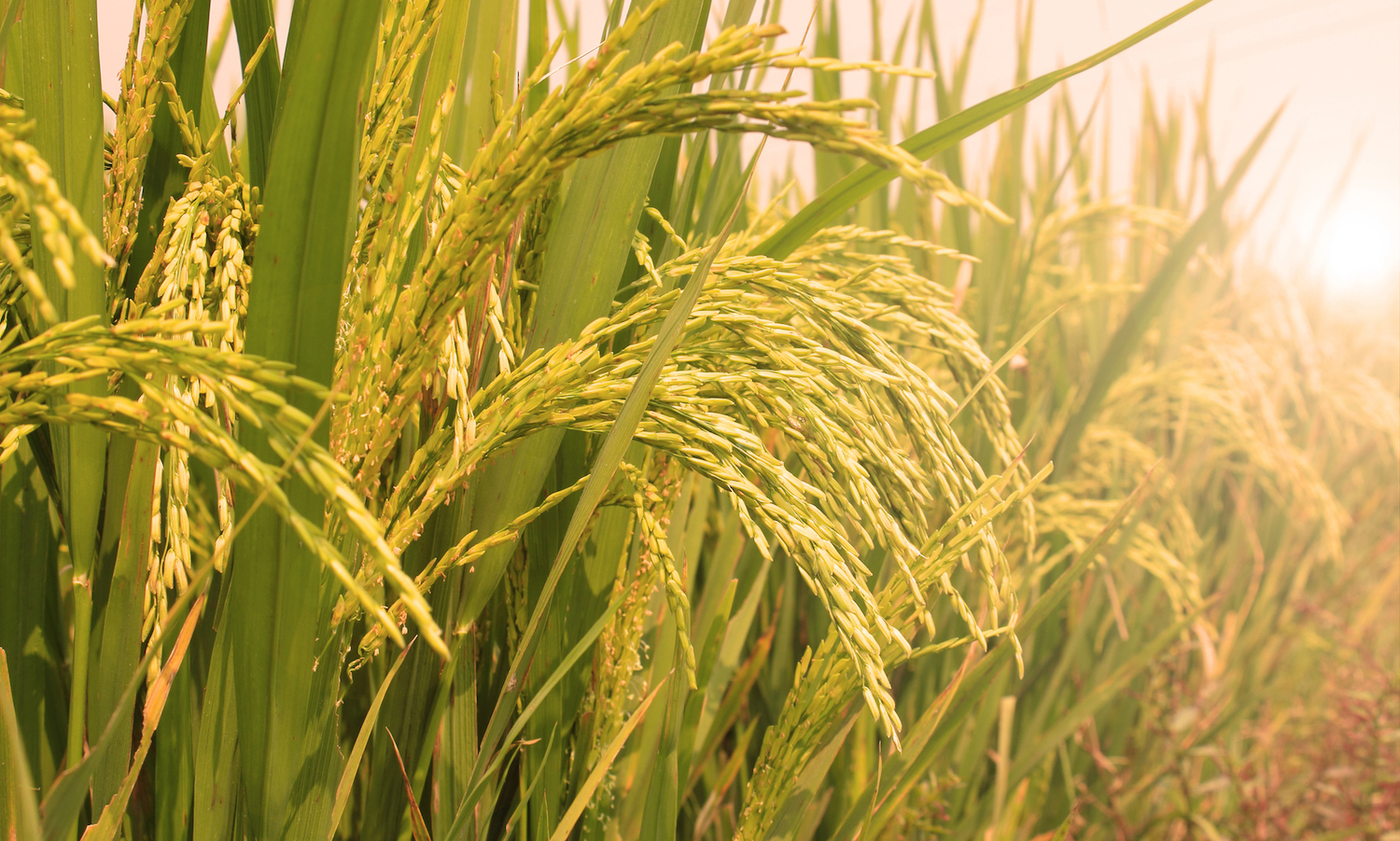 Seed Priming with Salts of Nitrate Enhances Nitrogen use Efficiency in Rice