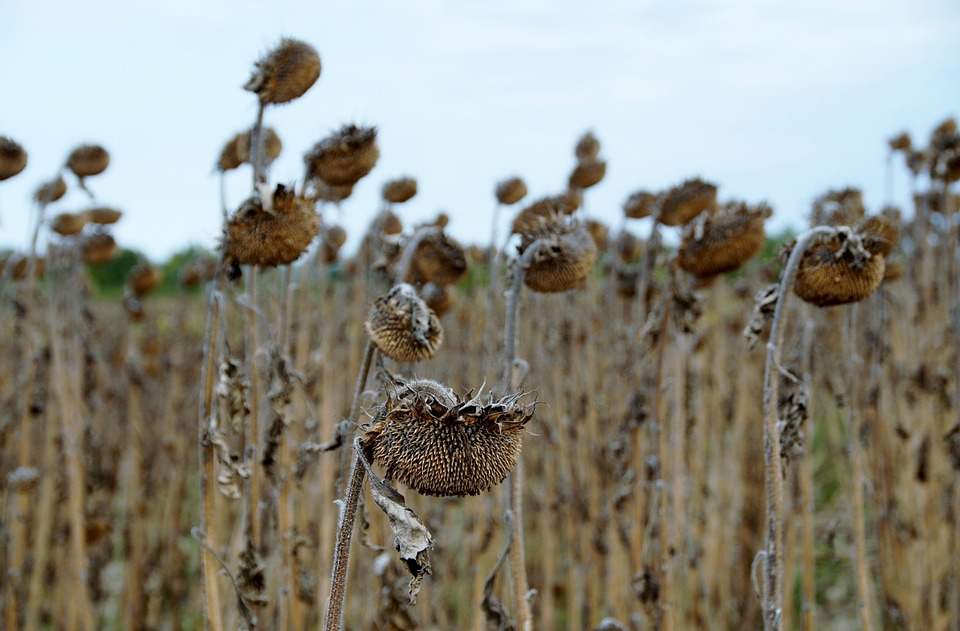 Genetic Analysis of the Transpiration Control in Sunflower (Helianthus Annuus L) Subjected to Drought