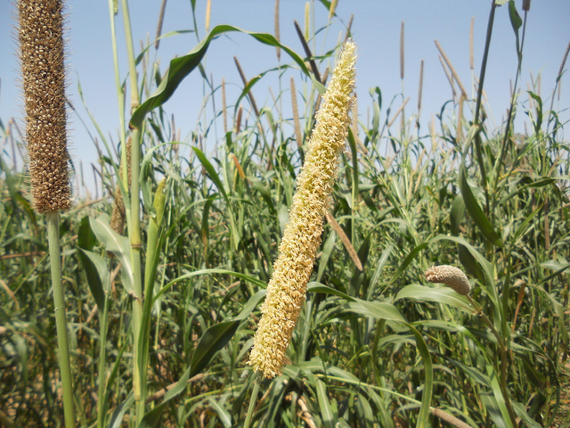 Impact of Flag Leaf Removal on Grain Development and Nutrients Deposition in Pearl Millet Developing Grains