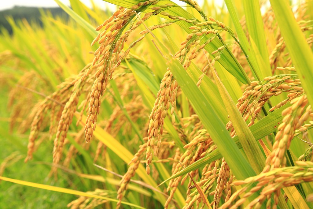 Studies of Genetic Parameters and Cluster analysis of some Quantitative Characters through Diallel analysis of rice (Oryza Sativa L.)