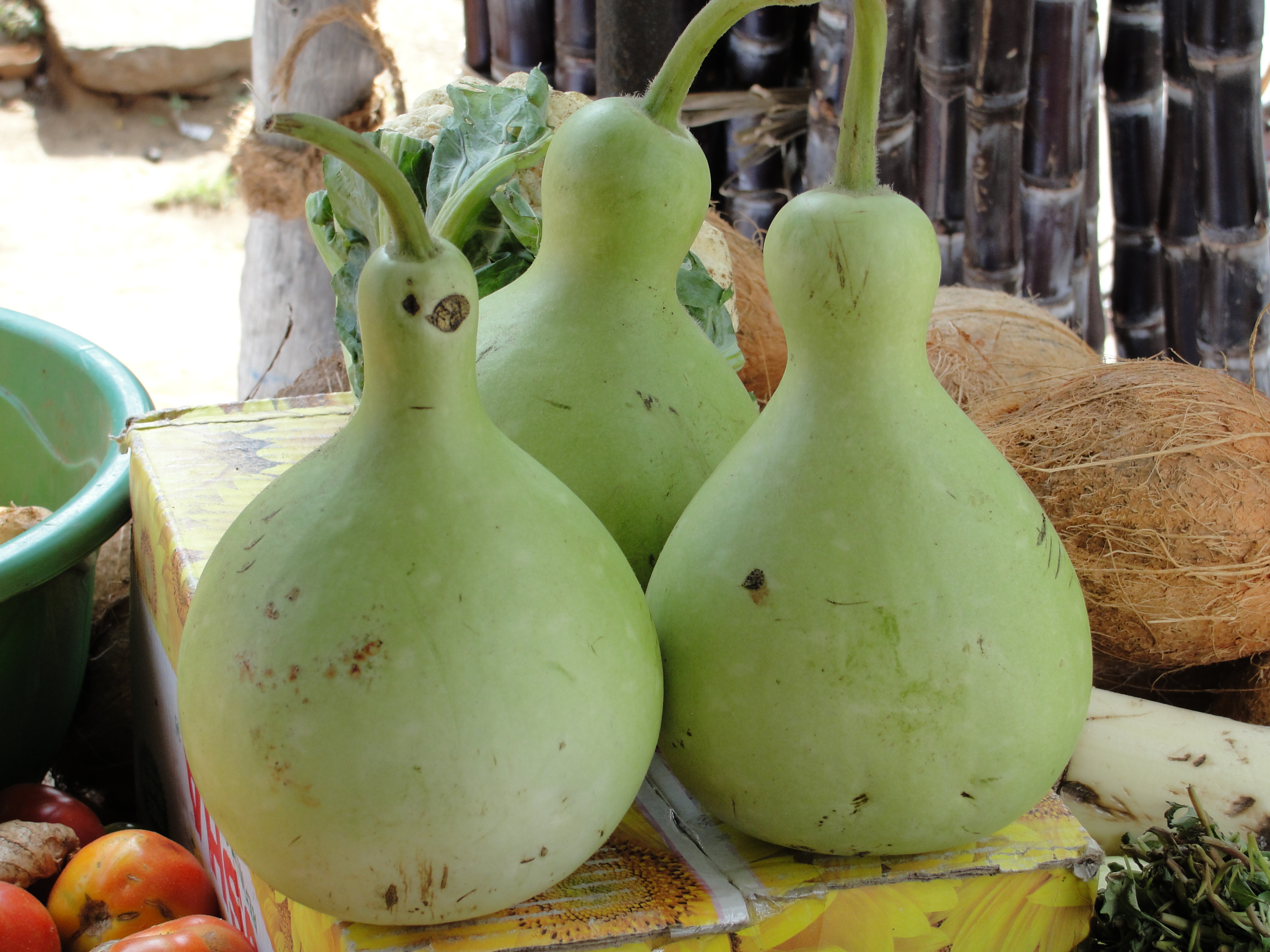 Heterosis Studies in Bottle Gourd [Lagenaria siceraria (Mol) Standl]