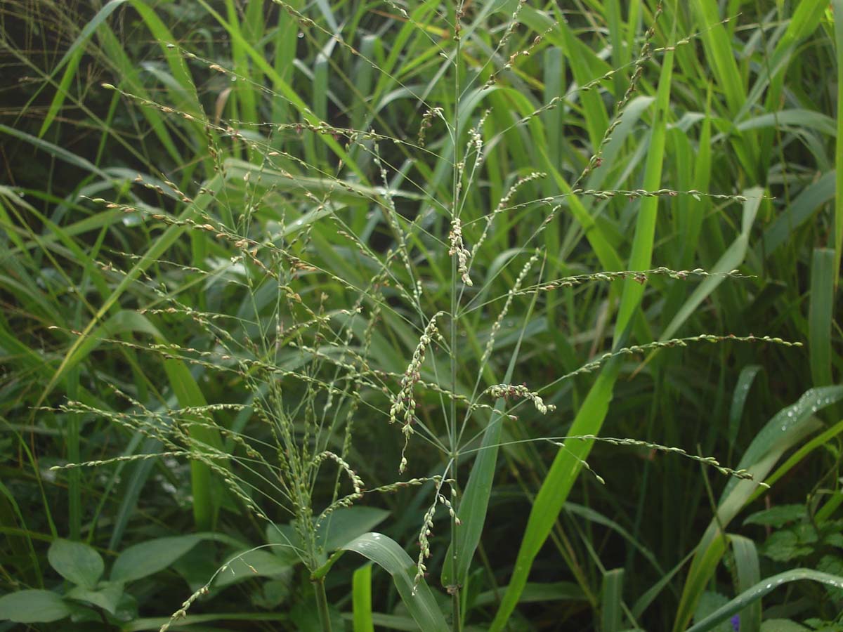 Taxonomical and Chemical Characterization of Panicum maximum L. from Different Agro- Ecological Zone of Sri Lanka