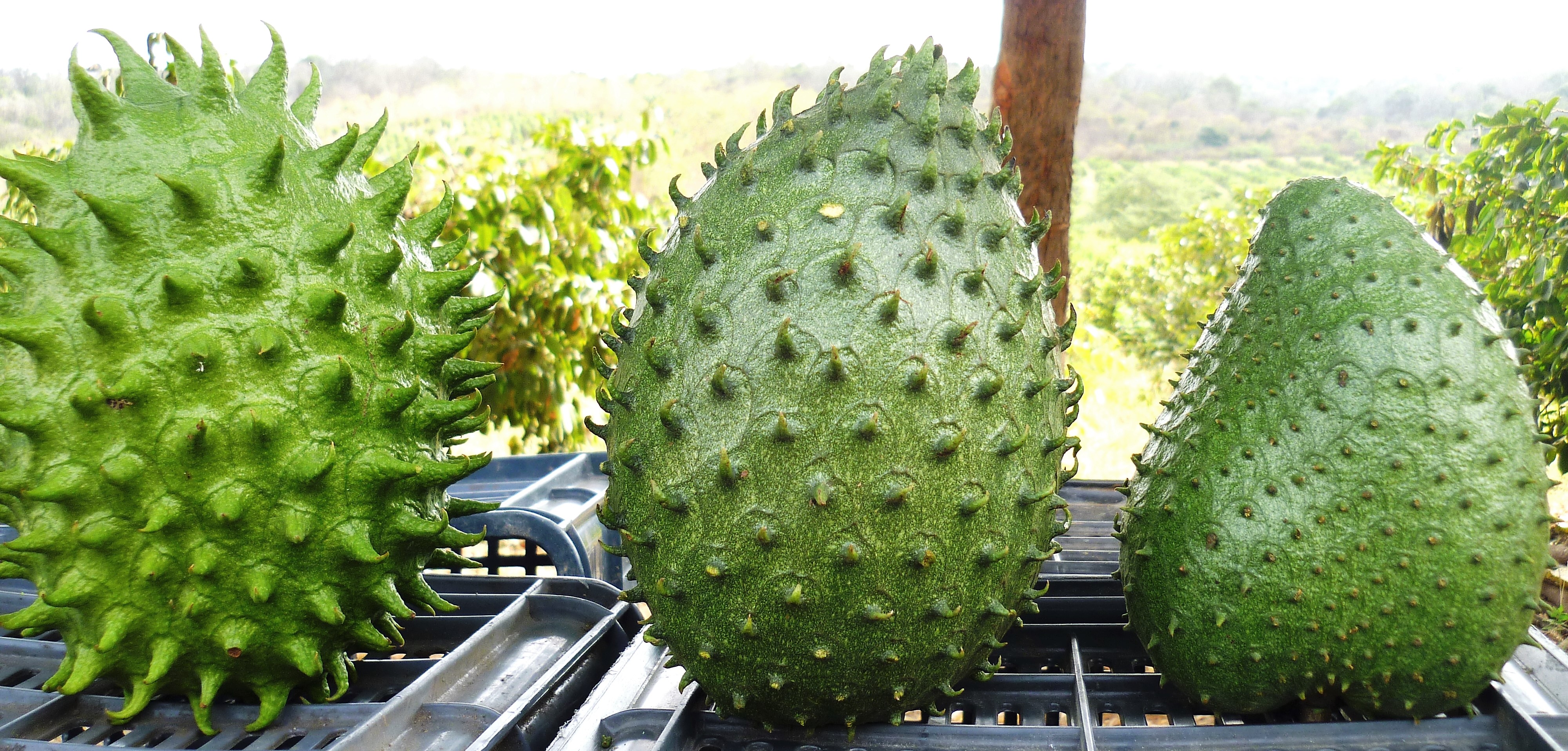 Characterization of a Soursop Population (Annona muricata) from the Central Region of Ecuadorian Littoral Using ISSR Markers