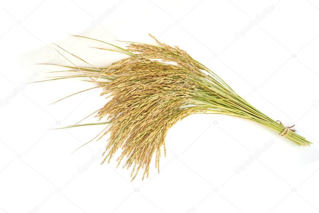 Genetic Components and Correlation Coefficient for Earliness and Grain Yield in Rice