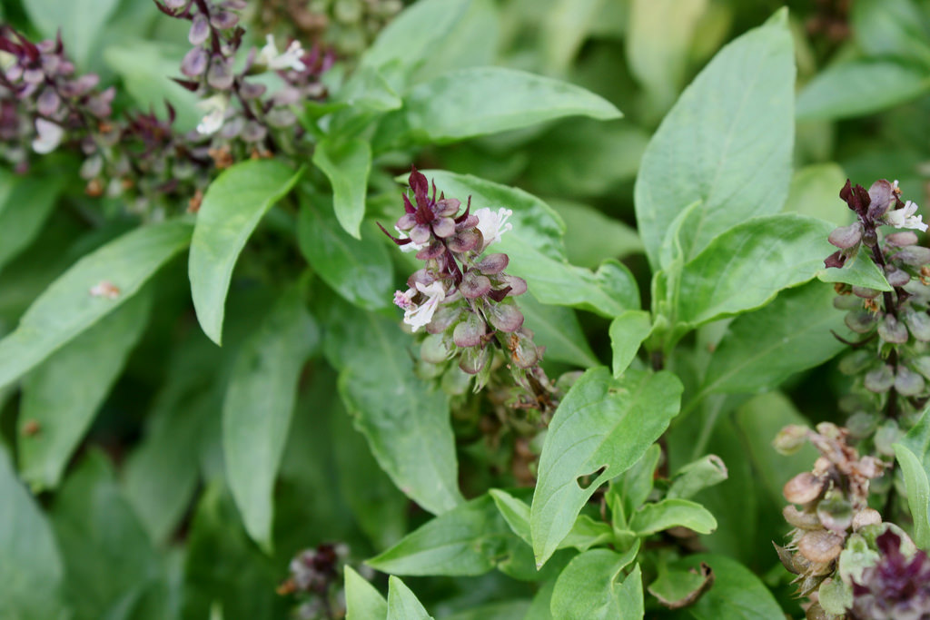 Efficacy of Biofertilizers and Organic Additive Application in Sweet Basil (Ocimum Basilicum L.) Cultivation Depending on the Type of Soil