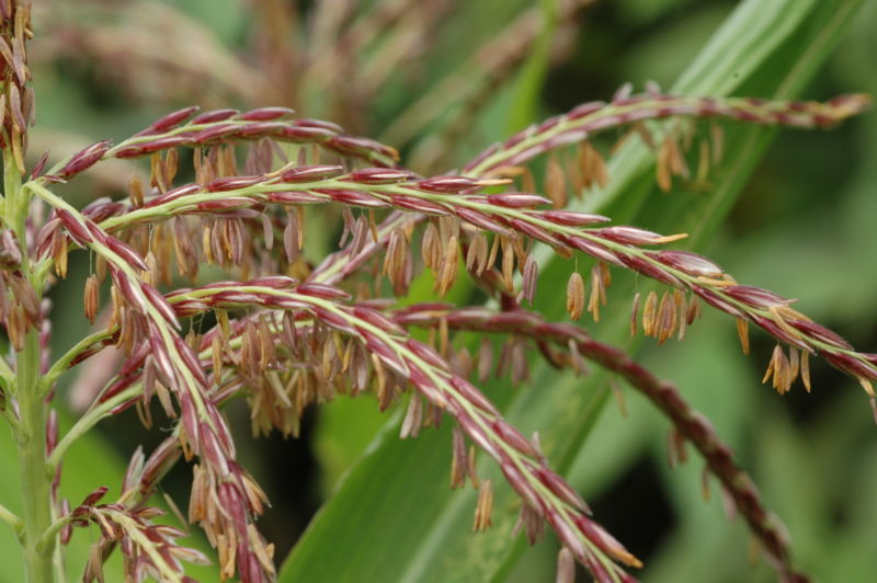 Fractal Dynamics in Growth of Seedlints of Zea mays