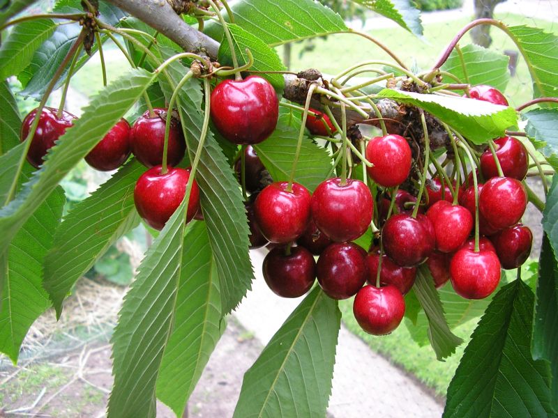 The Evaluation of Sweet Cherry Genotypes Resistance to Coccomyces Blight According to the Leaf Biochemical Characteristics