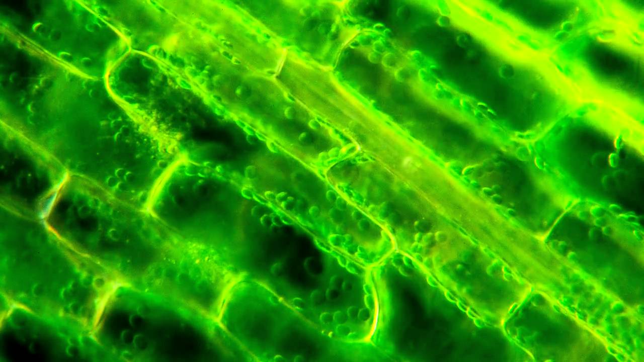 The Carbonic Anhydrases in Higher Plant Chloroplasts