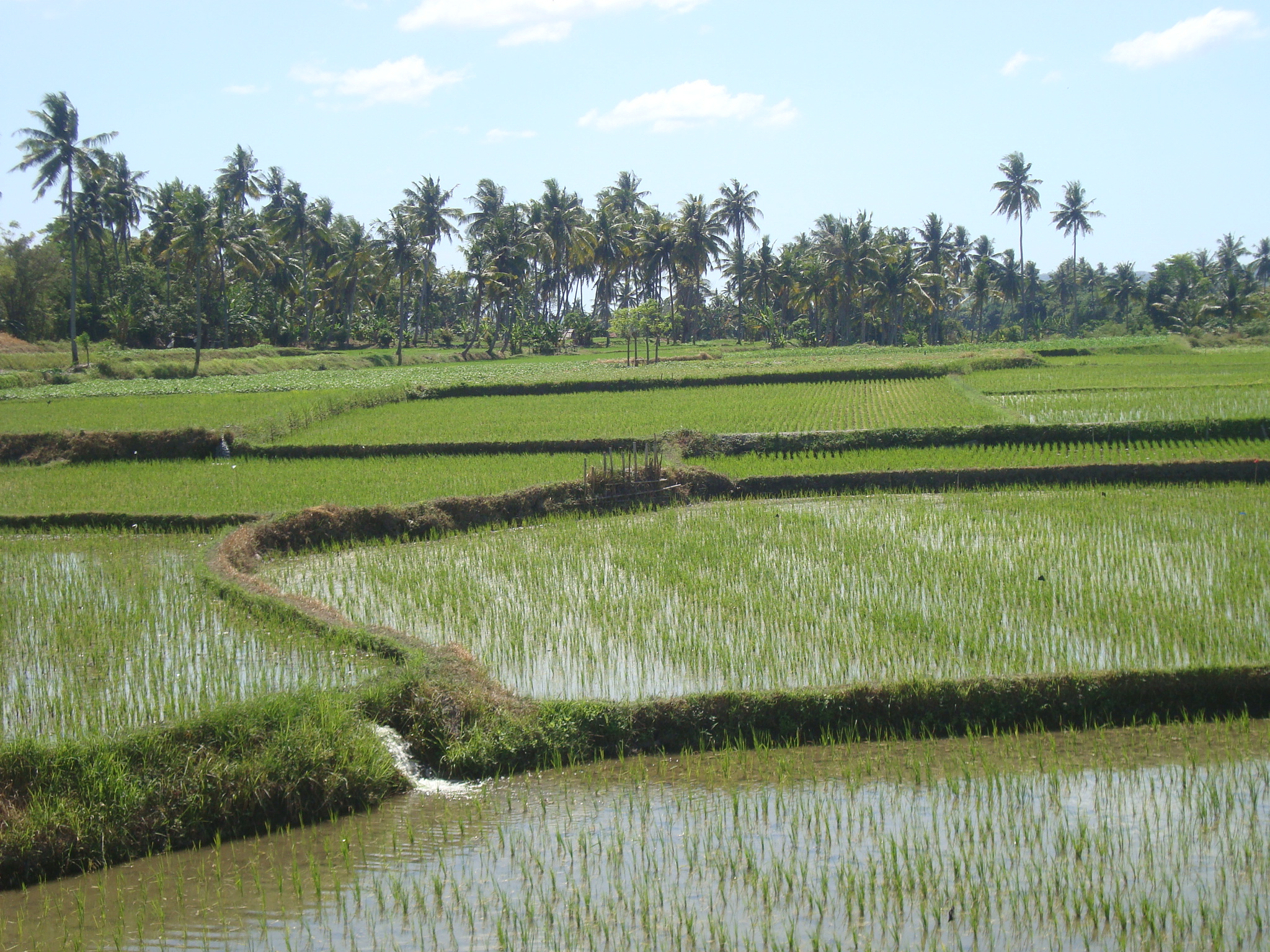 Assessment of Rice Water Requirement by Using CROPWAT Model in Sumbawa Regency, West Nusa Tenggara, Indonesia