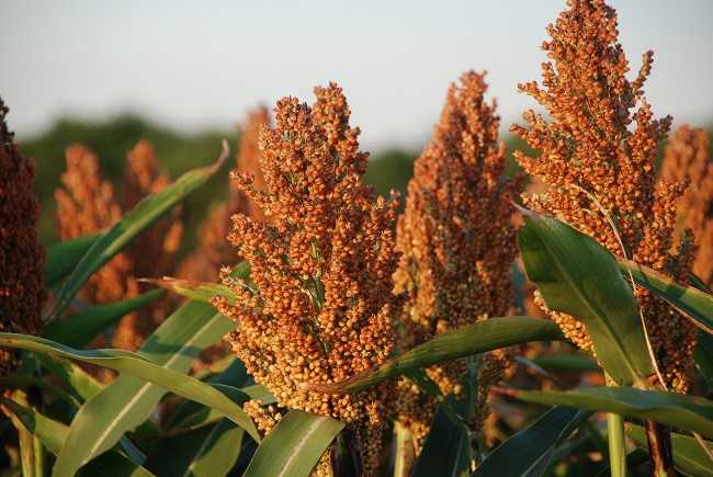Omics Technologies in Unraveling Plant Stress Responses; Using Sorghum as a Model Crop, How Far Have We Gone?